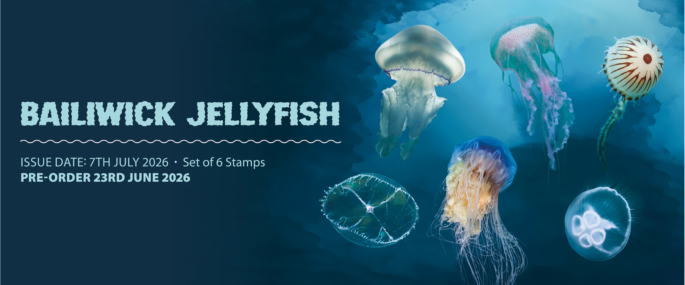Bailiwick Jellyfish