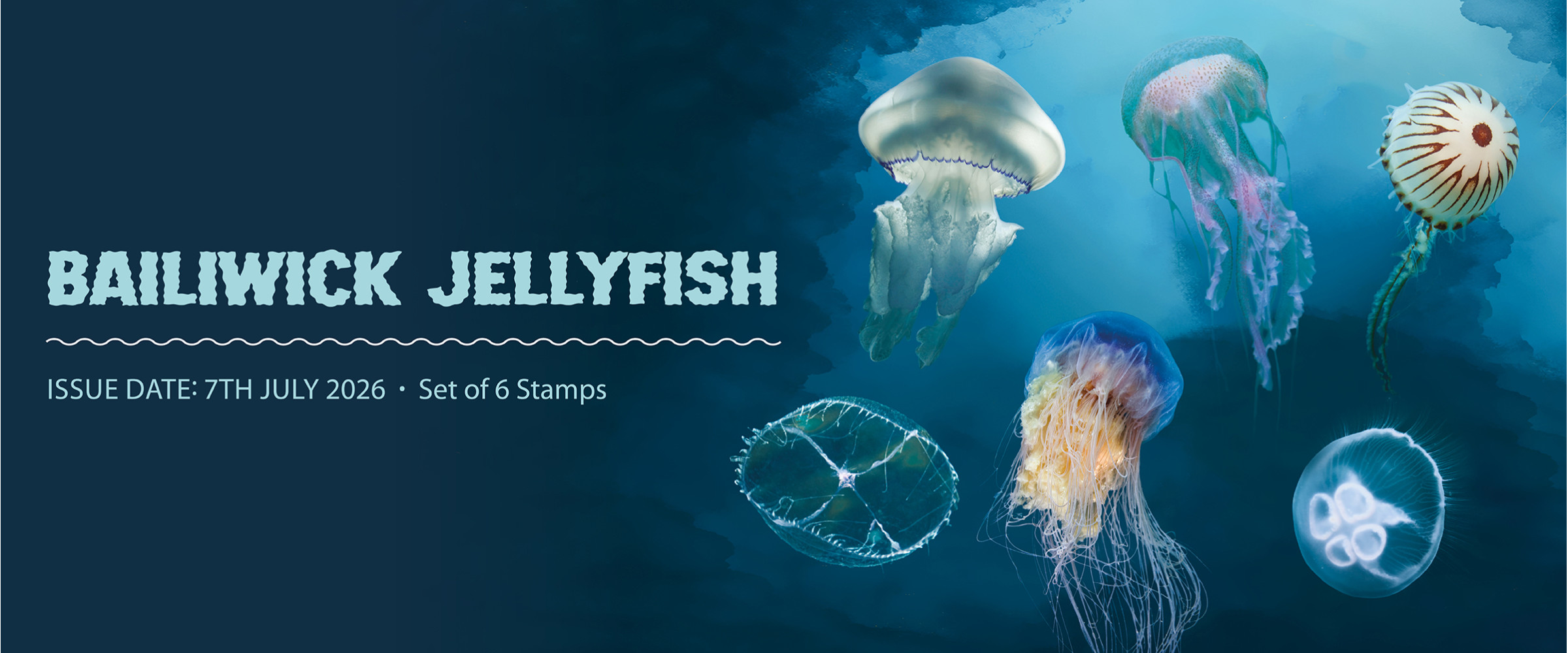 Bailiwick Jellyfish