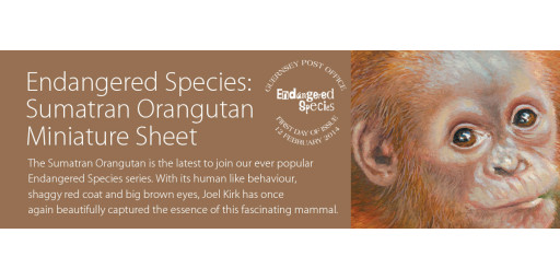 Endangered Species Sumatran Orangutan