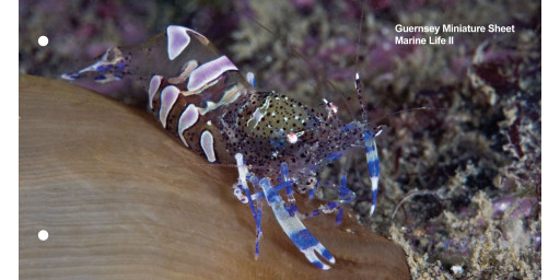 Miniature Sheet Presentation Pack