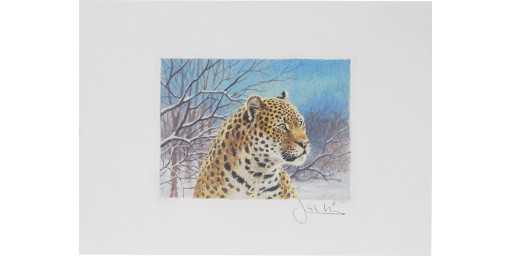 Joel Kirk Print - Amur Leopard Face