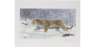 Joel Kirk Print - Amur Leopard