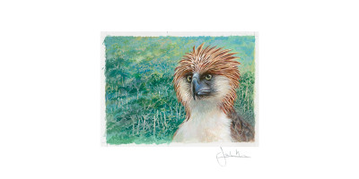 Joel Kirk Print - Philippine Eagle