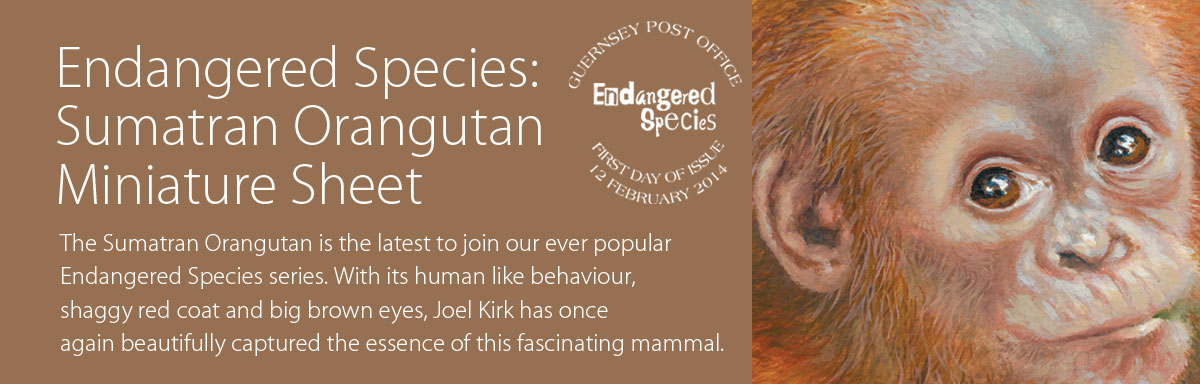 Endangered Species Sumatran Orangutan