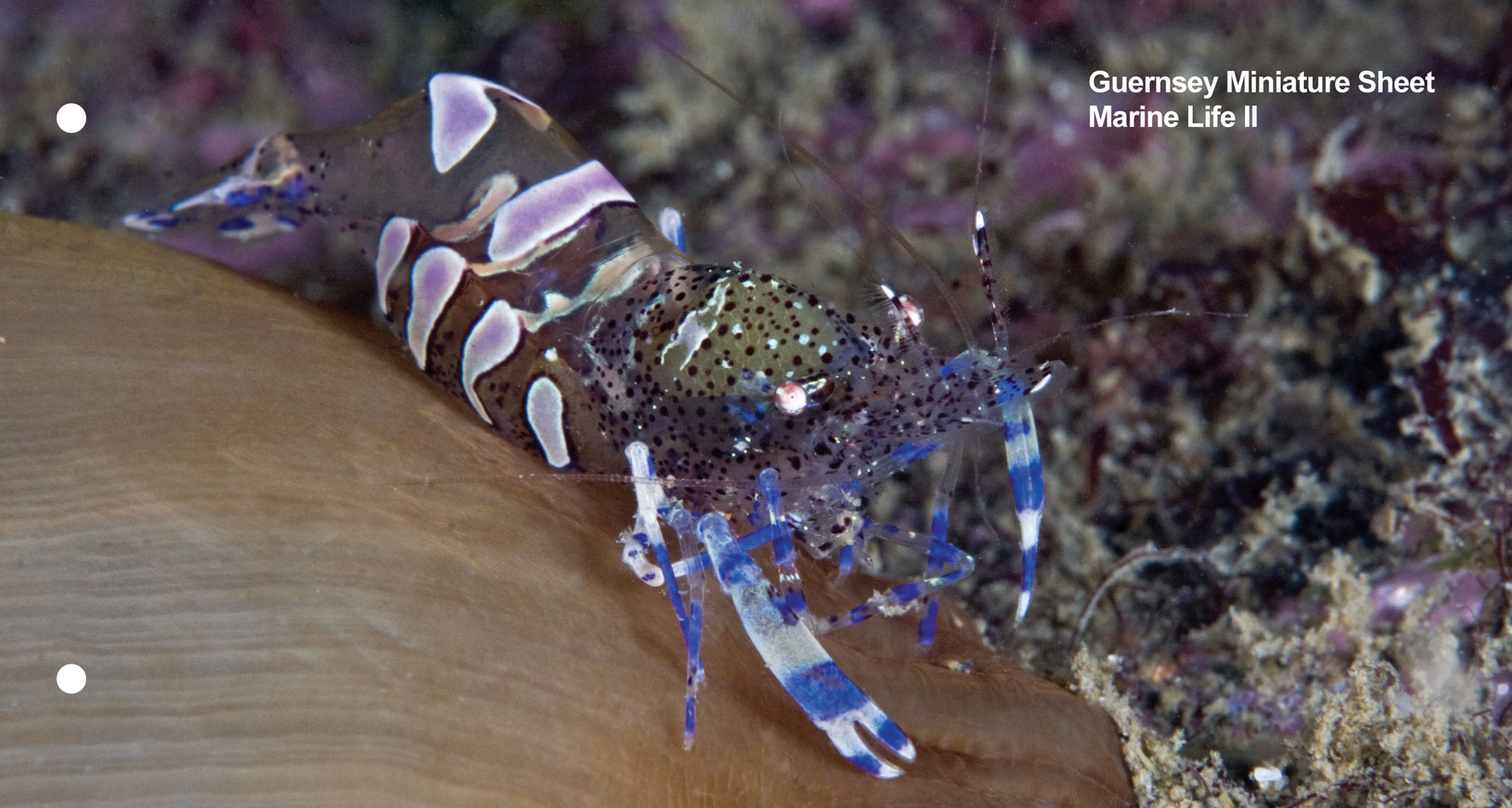 Miniature Sheet Presentation Pack