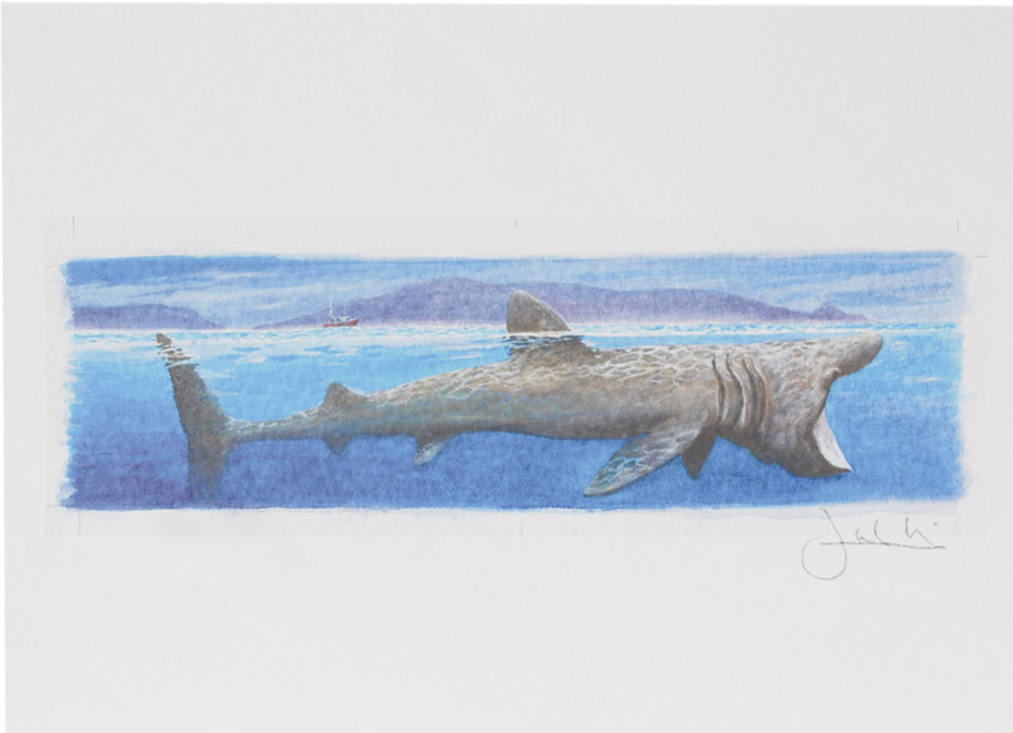 Joel Kirk Print - Basking Shark