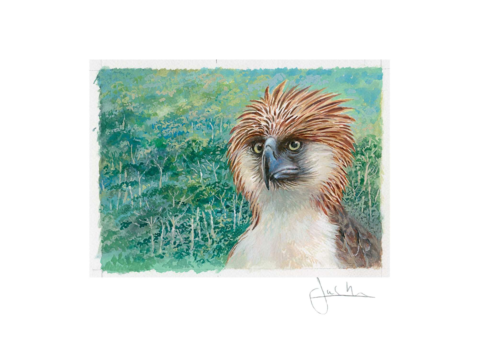 Joel Kirk Print - Philippine Eagle
